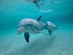 delfin01.jpg