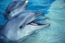 delfin03.jpg